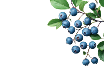 Fresh blueberries on a branch with green leaves against a white background