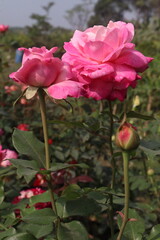 pink colored rose plant on farm