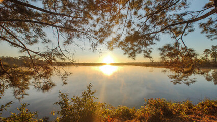 Pine branch silhouette with lake and fog background in sunrise time
