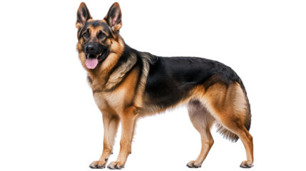 German Shepherd Dog Profile 