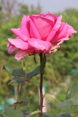 pink colored rose plant on farm