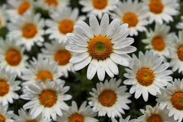 Fototapeta premium white daisies