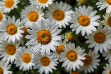 Fototapeta premium white daisies
