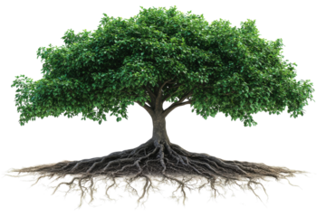 Strong tree with expansive roots, showcasing nature's resilience and beauty in a vibrant landscape setting