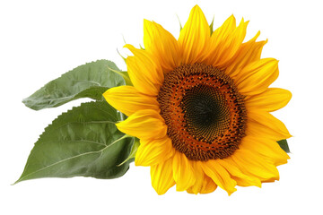 Fototapeta premium Bright sunflower blooming with vibrant yellow petals and green leaves against a plain background