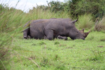 Fototapeta premium Rare wild wide-mouthed rhino laying amidst high grass in Ziwa Rhino Sanctuary in Uganda