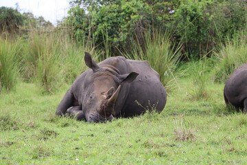 Fototapeta premium Wild rhino with horn laying in green grass resting at Ziwa Rhino Sanctuary in Uganda 