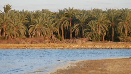 Bahariya Oasis, Égypte, désert blanc, désert noir, désert occidental, oasis, paysage désertique, dunes de sable, formations rocheuses, palmiers, sources chaudes, sources thermales, montagnes, vallée d
