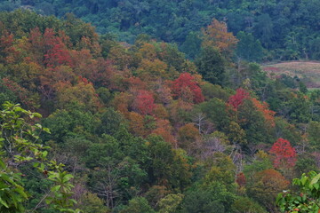 Autumn forest landscape with red, green and yellow leaves on mountain