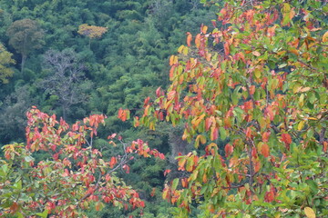Autumn forest landscape with red, green and yellow leaves on mountain