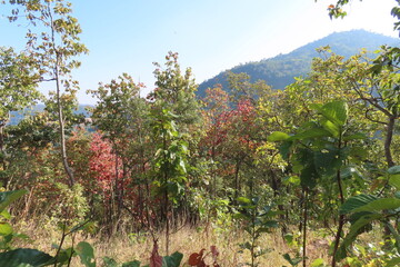 Autumn forest landscape with red, green and yellow leaves on mountain