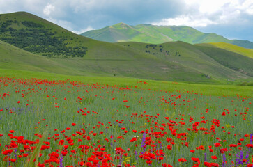 red poppies flowers on the meadow in Pambak mountains (Jrashen, Armenia)
