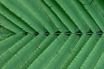 Foliage background. Fern plant with long small green leaves