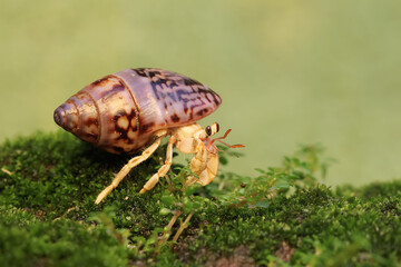 A hermit crab is walking slowly on a rock covered with moss. This animal whose habitat is on the edge of a sandy beach has the scientific name Paguroidea sp.