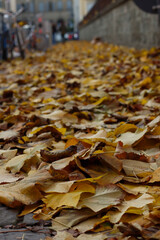 Autumn leaves in an urban park