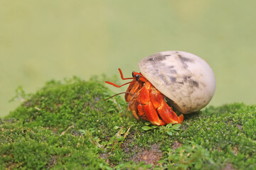 A hermit crab is walking slowly on a rock covered with moss. This animal whose habitat is on the edge of a sandy beach has the scientific name Paguroidea sp.