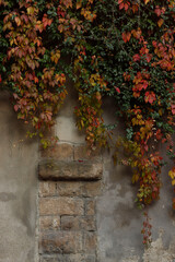 Autumn leaves in an urban park