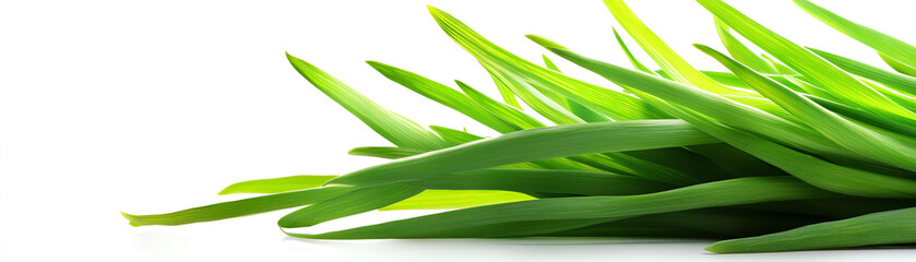 Obraz premium A vibrant green grass arrangement showcasing nature's beauty, perfect for backgrounds and designs that celebrate freshness.