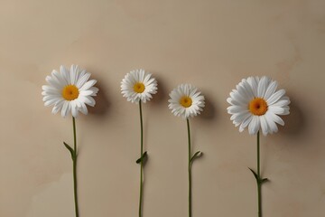 Obraz premium White daisies