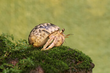 A hermit crab is walking slowly on a rock covered with moss. This animal whose habitat is on the edge of a sandy beach has the scientific name Paguroidea sp.