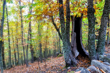 Obraz premium Castañar en Rozas de Puerto Real