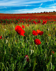 Campo de trigo con amapolas