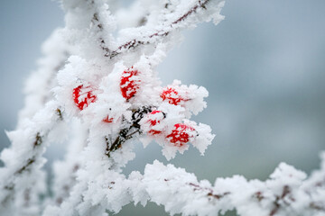 Cynorhodons dans le givre