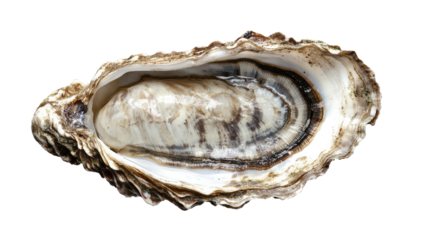 Fresh Oyster in Shell: A single, plump oyster rests in its shell, capturing the essence of fresh seafood. The pearl-like interior glistens, promising a taste of the ocean. 