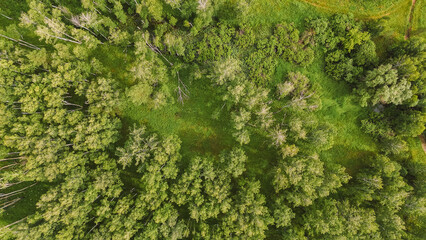 Fototapeta premium forest texture, top view of a green summer forest