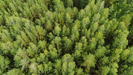 forest texture, top view of a green summer forest
