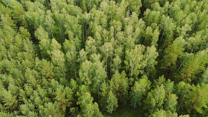 Naklejka premium forest texture, top view of a green summer forest