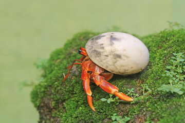 A hermit crab is walking slowly on a rock covered with moss. This animal whose habitat is on the edge of a sandy beach has the scientific name Paguroidea sp.