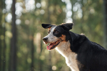 A Border Collie smiles brightly in soft forest light surrounded by tall trees. The natural beauty of the scene highlights the dog joyful and friendly nature.