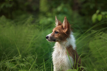 A Border Pap sits quietly in tall green grass in a tranquil forest setting. The natural...