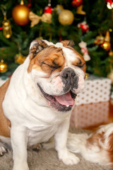Christmas Bulldog