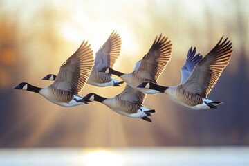 Fototapeta premium Flock of geese migrating in spring at sunrise over calm water