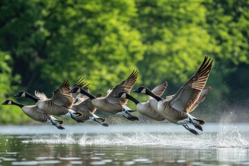 Fototapeta premium Flock of geese migrating high above a serene lake in springtime