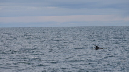 Obraz premium excursion, baleine, dauphin, observation, cétacés, mammifères marins, croisière, sortie en mer, tourisme, aventure, nature, faune marine, bateau, guide, expérience, photographie, éco-tourisme, océan, 