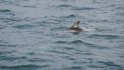 Fototapeta premium excursion, baleine, dauphin, observation, cétacés, mammifères marins, croisière, sortie en mer, tourisme, aventure, nature, faune marine, bateau, guide, expérience, photographie, éco-tourisme, océan, 