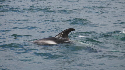 Fototapeta premium excursion, baleine, dauphin, observation, cétacés, mammifères marins, croisière, sortie en mer, tourisme, aventure, nature, faune marine, bateau, guide, expérience, photographie, éco-tourisme, océan, 