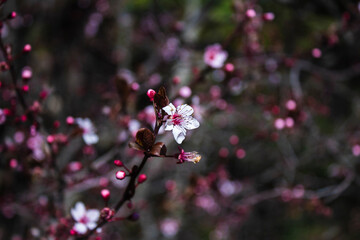 flor de almendro rosa