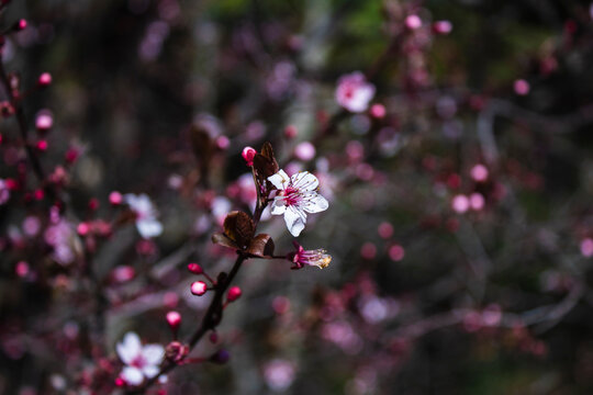 flor de almendro rosa