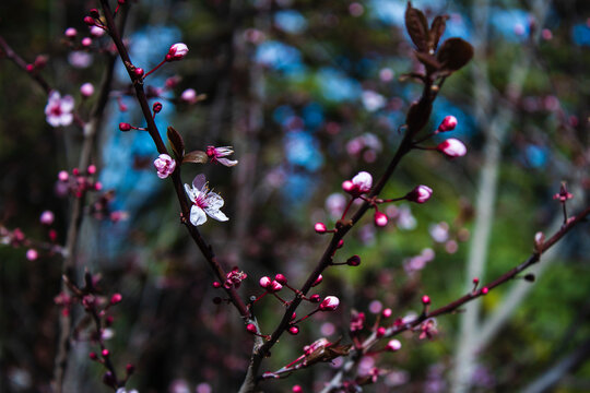 Flor de almendro florecida
