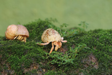 Two hermit crabs are walking slowly on a rock covered with moss. This animal whose habitat is on the edge of a sandy beach has the scientific name Paguroidea sp.