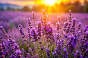 Fototapeta premium Panoramic Close-Up of Vibrant Lavender Flowers in Full Bloom