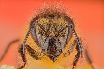 bee macro stacking
