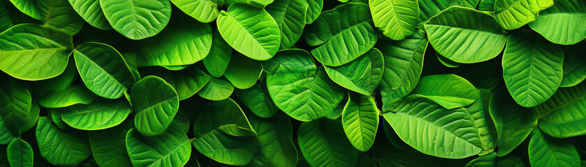 Fototapeta premium Vibrant green leaves showcasing nature's beauty, symbolizing growth, freshness, and vitality in a lush environment.