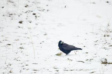 crow on the snow