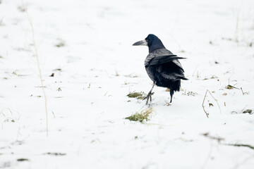 crow on the grass