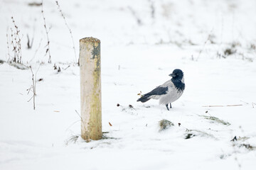 bird in snow